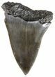 Fossil Mako Shark Tooth - South Carolina #54149-1
